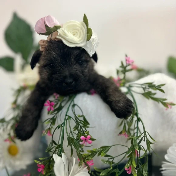 Meet your Posher, Elizabeth - Picture 7 of 16